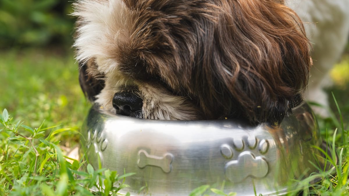 A brown and white dog eating from a metal bowl in a domestic setting.