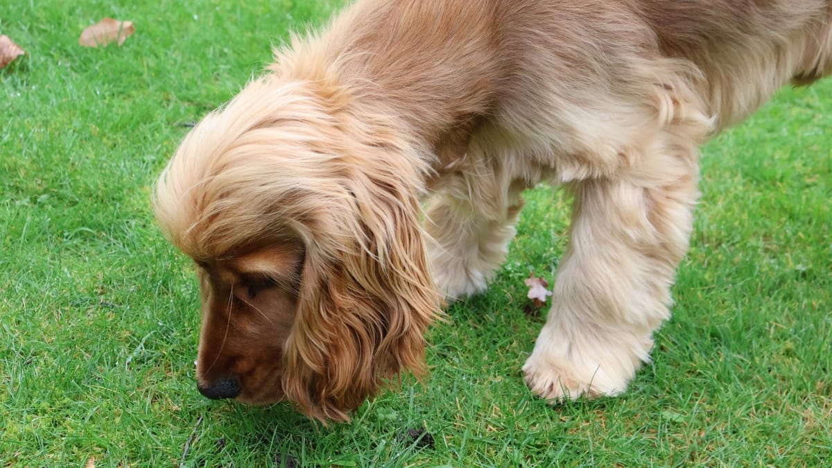 A cocker spaniel absorbed in sniffing grass, a form of foraging enrichment.