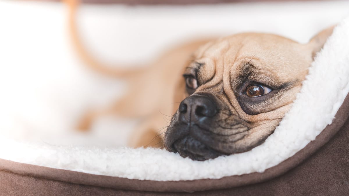 A dog lying comfortably on a soft pet bed indoors.