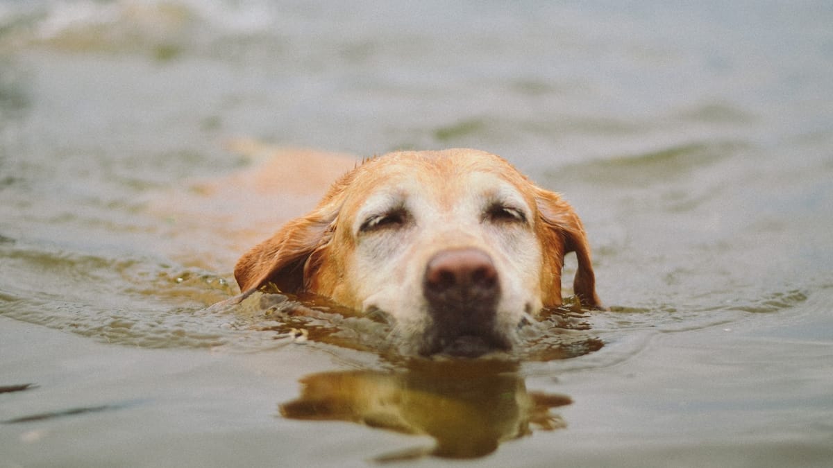 A Labrador swimming in water with its head up.