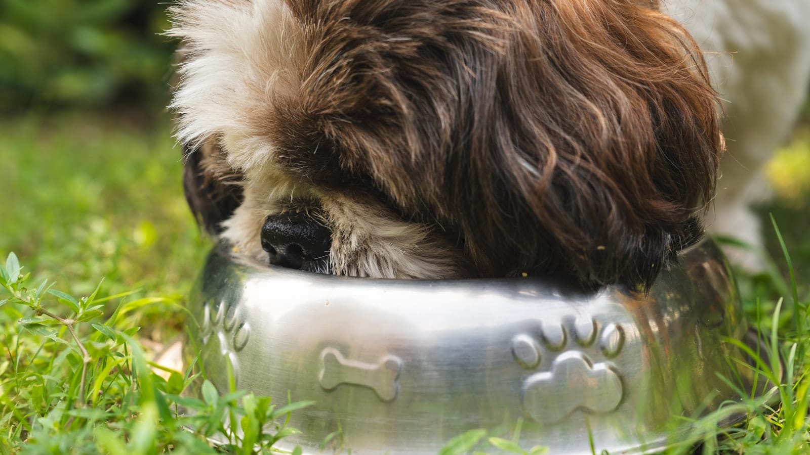 A brown and white dog eating from a metal bowl in a domestic setting.