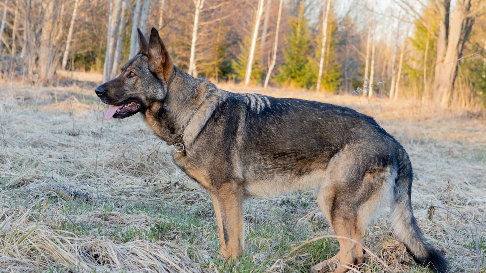 A healthy adult German Shepherd standing alert in a grassy field.