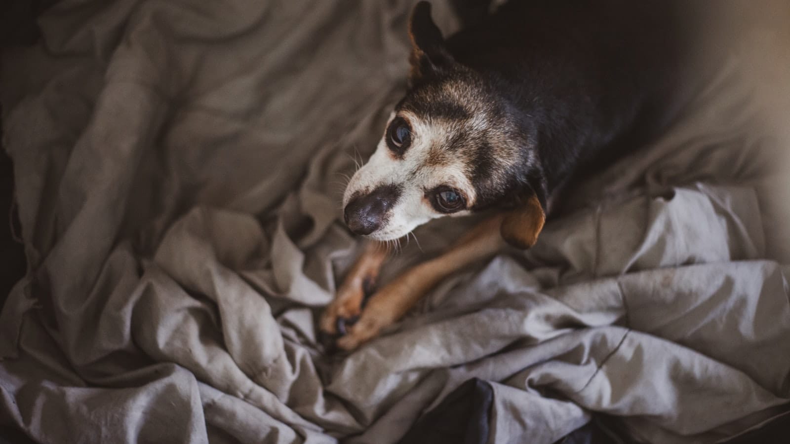 A person gently stroking a relaxed senior dog at home in soft light.