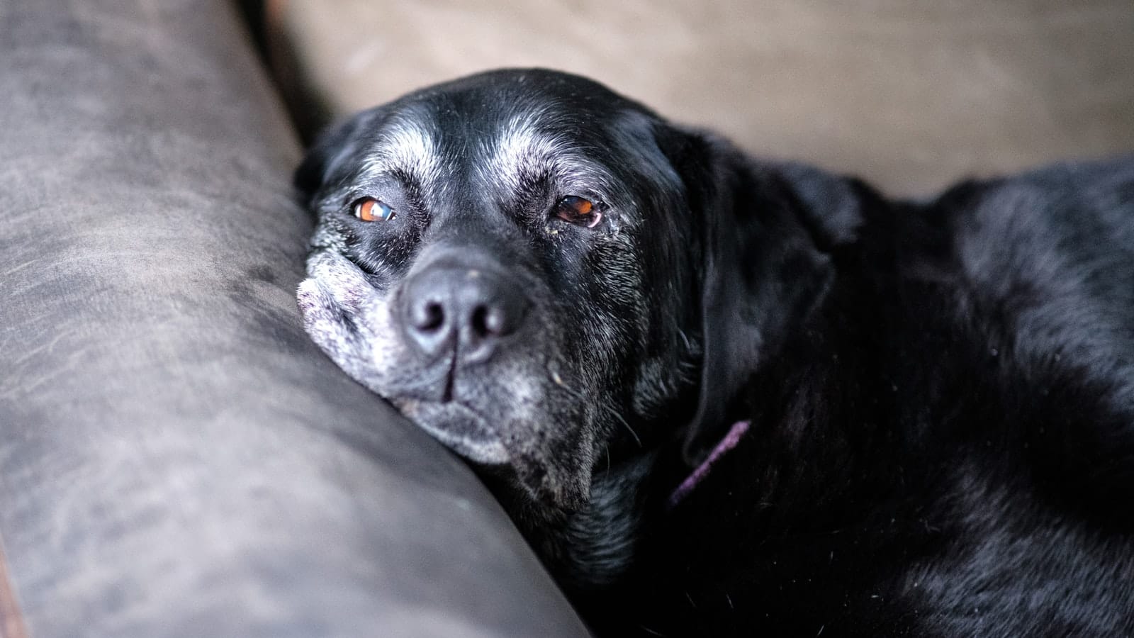 A mature dog settled calmly on a sofa in soft natural light.