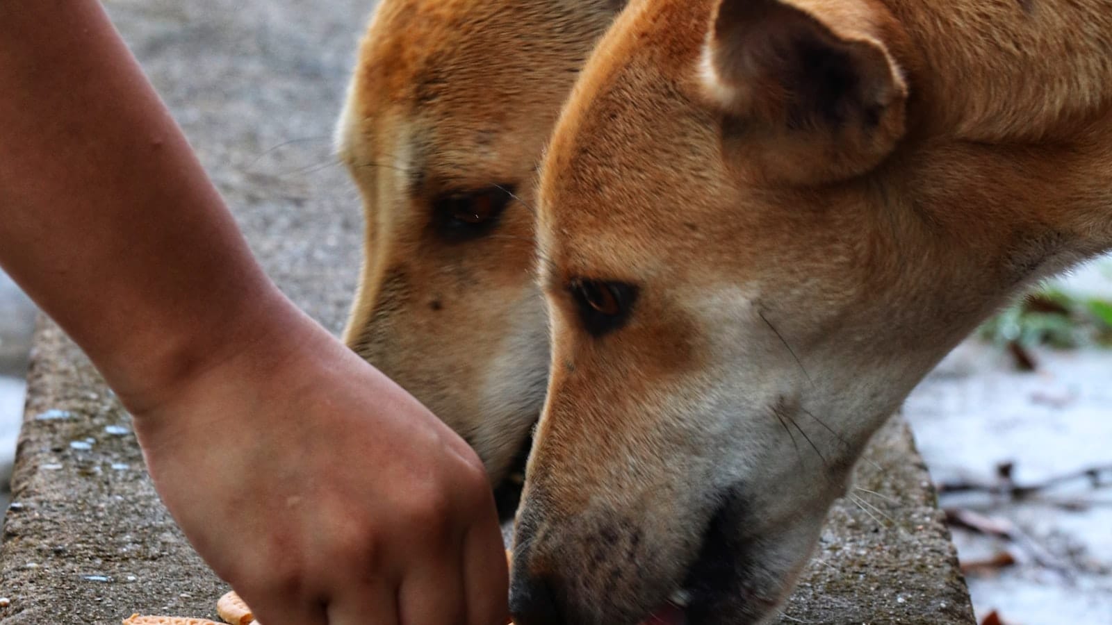 A person hand-feeding a dog in a warm domestic setting.
