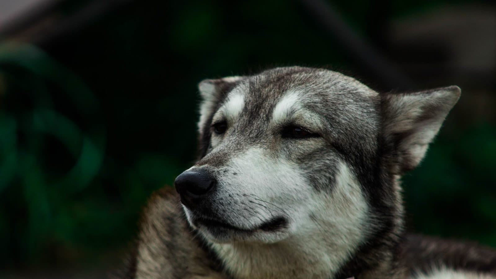 A close-up portrait of an older dog with a greying muzzle in soft light.