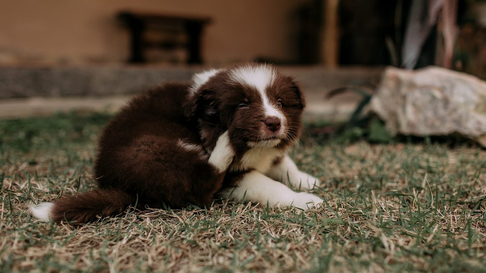 A dog scratching at its ear with a back leg, an ordinary moment of itching.