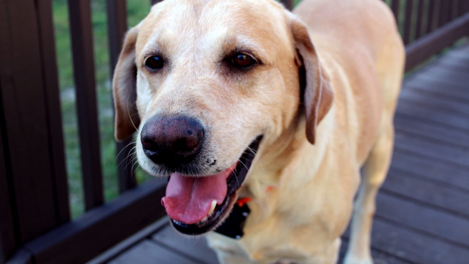 A healthy yellow Labrador in good body condition in warm natural light.