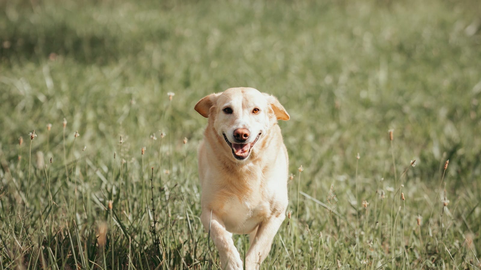 A dog running energetically across a grassy field.