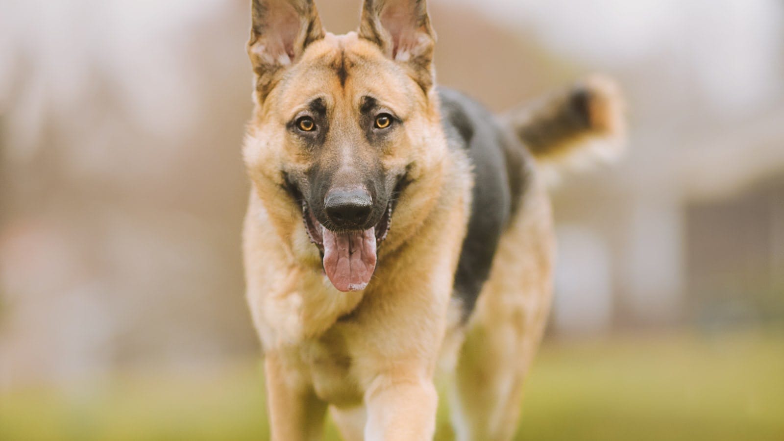 A healthy German Shepherd standing alert on a grassy field, moving well.