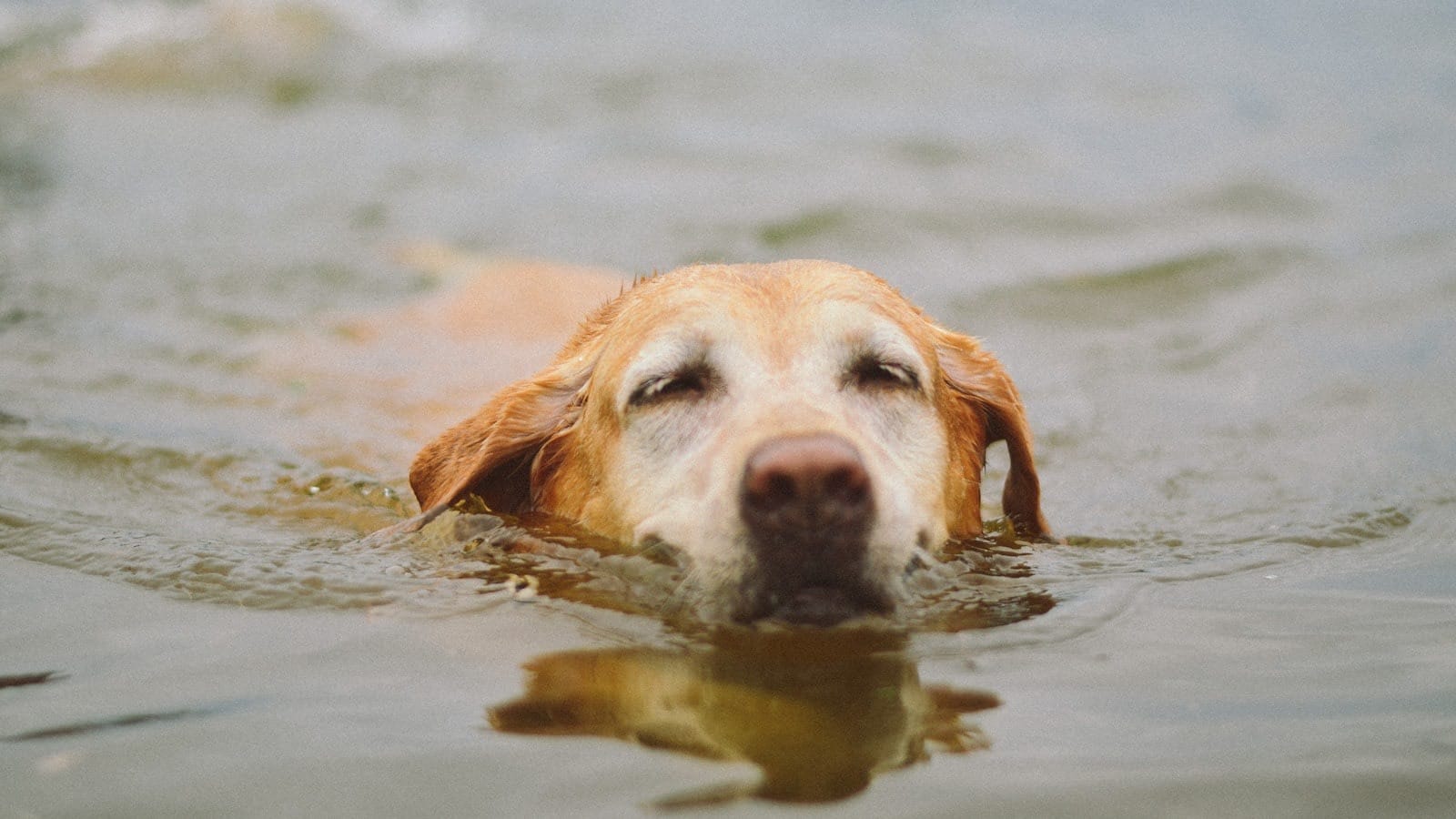 A Labrador swimming in water with its head up.