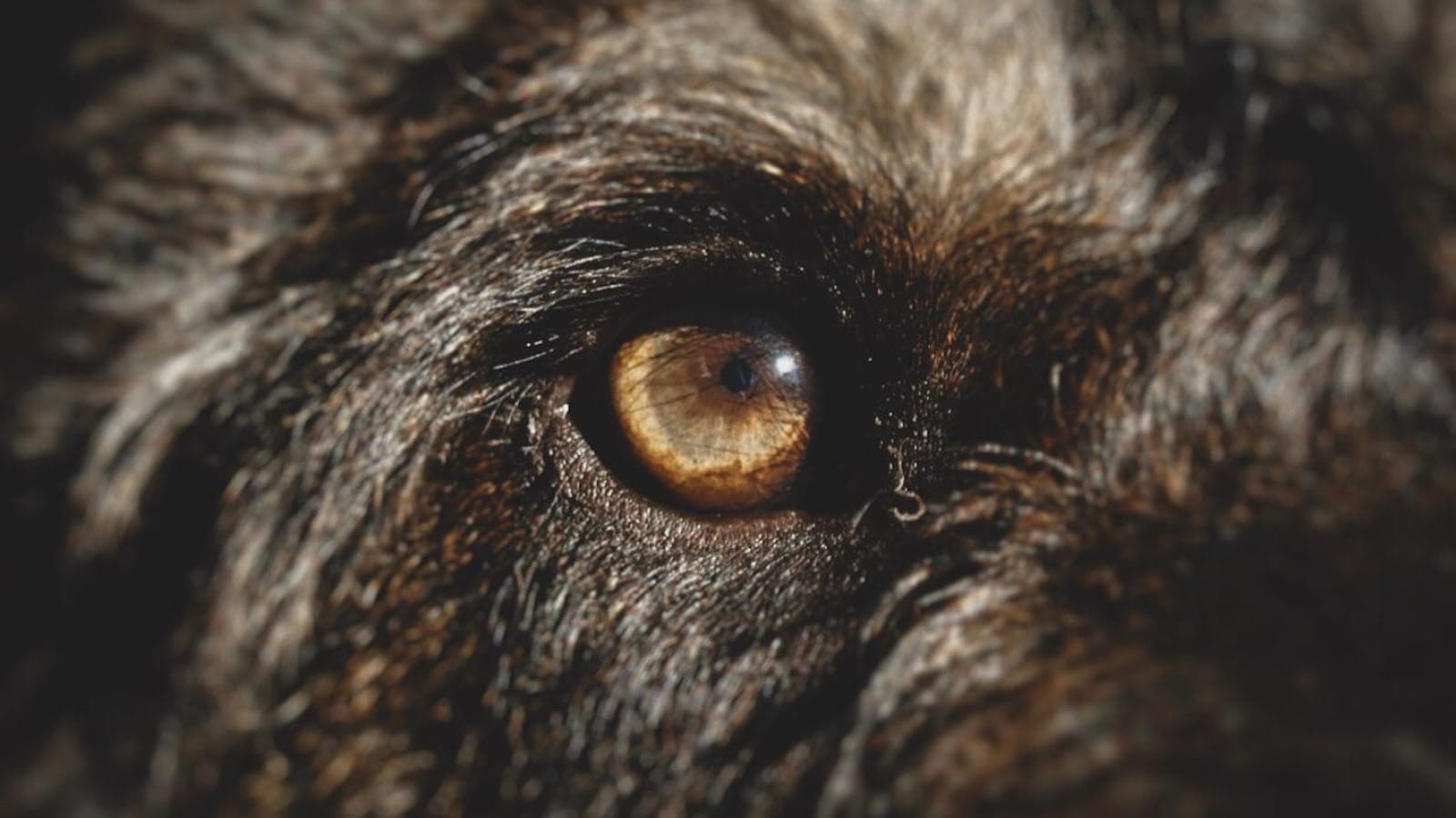A close-up of a dog\u2019s calm, attentive face in soft natural light.