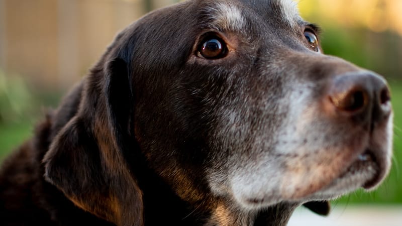A close-up portrait of a mature dog looking off into the distance in soft natural light.