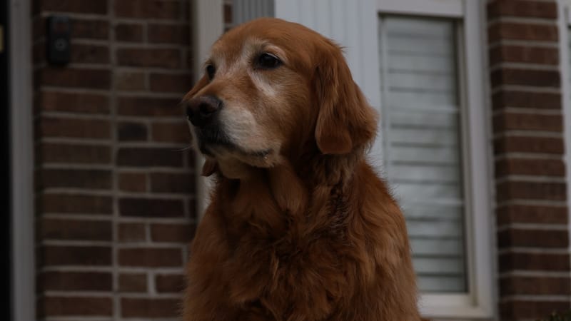A senior Golden Retriever sitting calmly outside a brick house.