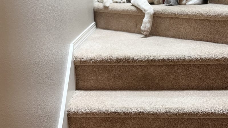 A dog resting on a carpeted indoor staircase in a calm domestic setting.