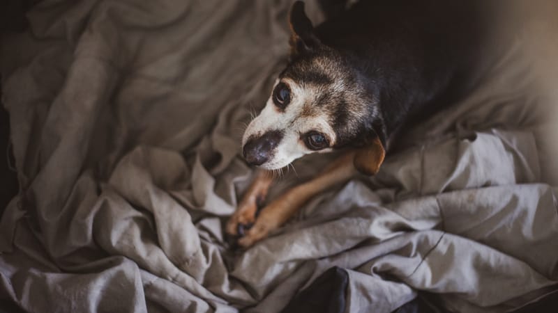 A person gently stroking a relaxed senior dog at home in soft light.