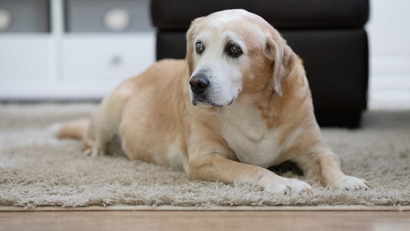A senior Labrador with a greying muzzle resting in soft light, looking towards the camera.