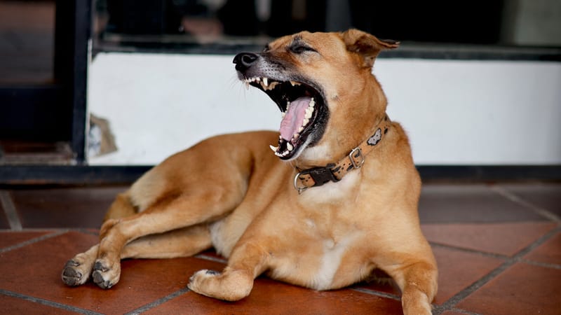 A dog mid-yawn, a calming signal that often goes unnoticed.