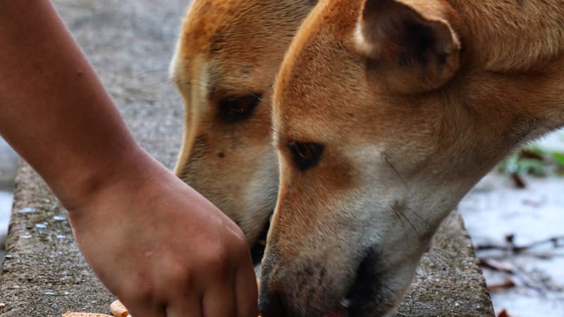 A person hand-feeding a dog in a warm domestic setting.