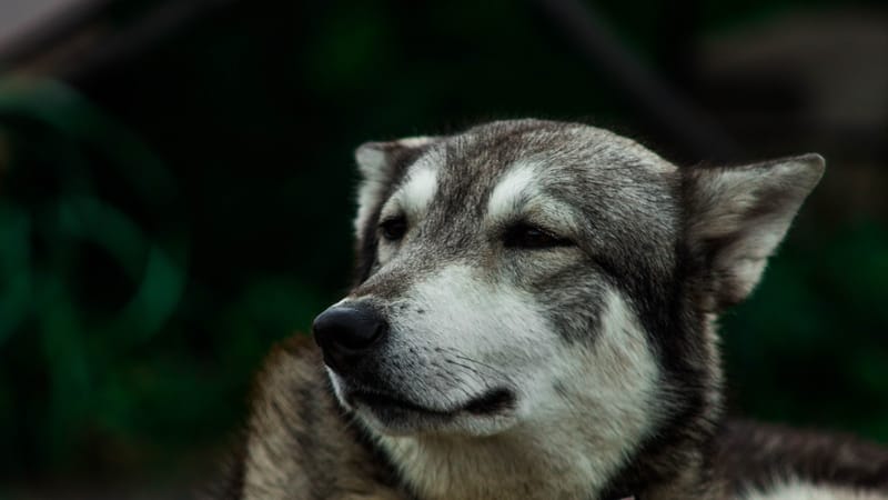 A close-up portrait of an older dog with a greying muzzle in soft light.