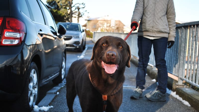 A healthy adult Labrador walking on a country road on a bright day.