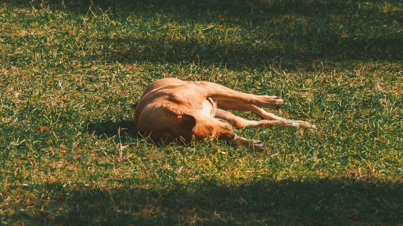 A dog resting comfortably on grass in bright summer sunlight.