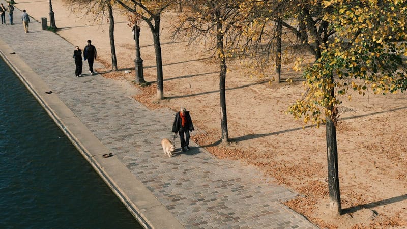 A dog being walked on a lead along a tree-lined path.