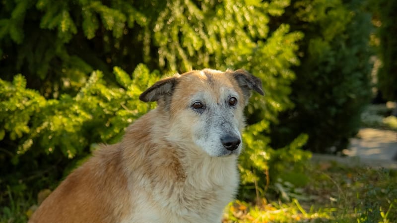 A calm, well-looking older dog sitting on grass near trees.
