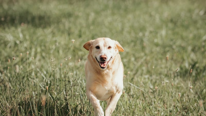A dog running energetically across a grassy field.