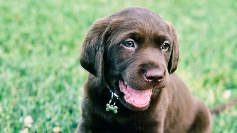 A chocolate Labrador puppy playing on green grass outdoors.