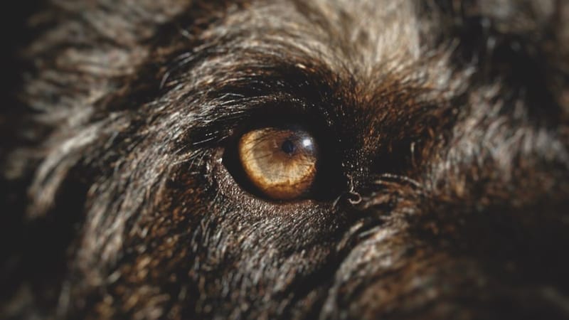 A close-up of a dog\u2019s calm, attentive face in soft natural light.