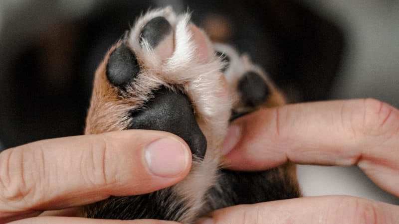 A person gently holding a dog\u2019s paw in their hands.